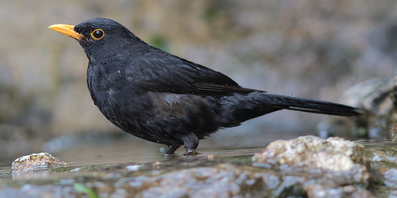 Merle noir © Alain Bloquet